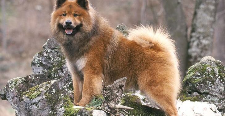 Eurasier Dog