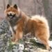 Eurasier Dog