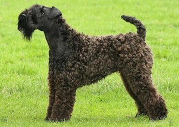 Kerry Blue Terrier Dog,