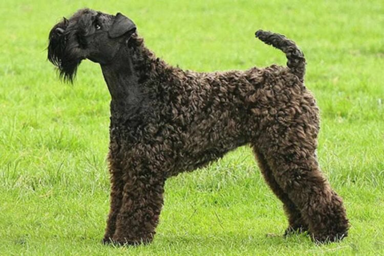 Kerry Blue Terrier Dog,
