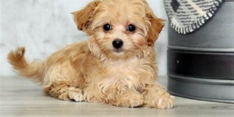 Chi-Poo Dog