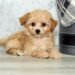 Chi-Poo Dog