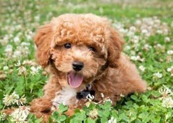Poochon Dog
