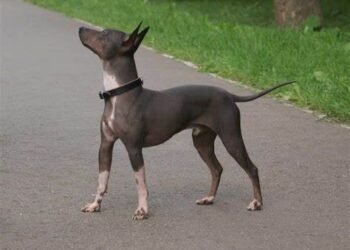 American Hairless Terrier