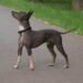 American Hairless Terrier