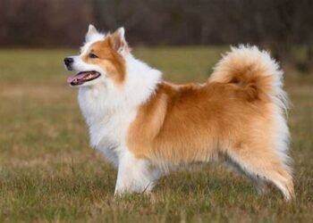 Icelandic Sheepdog