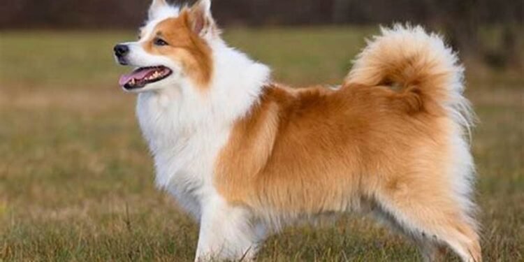 Icelandic Sheepdog