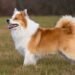 Icelandic Sheepdog