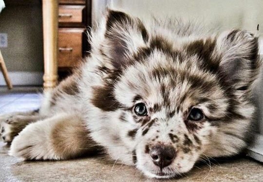 Australian Shepherd Husky Dog