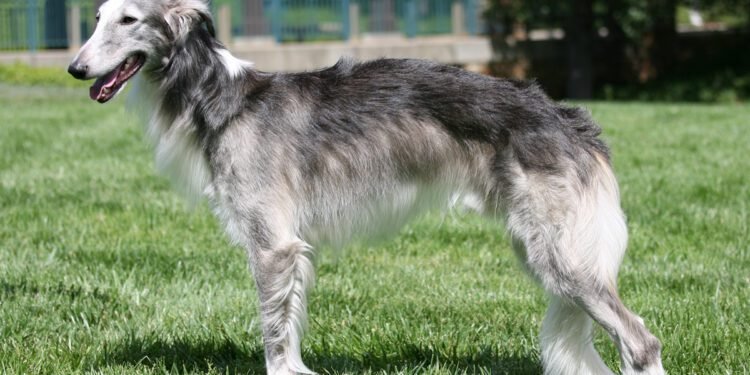 Silken Windhound Dog
