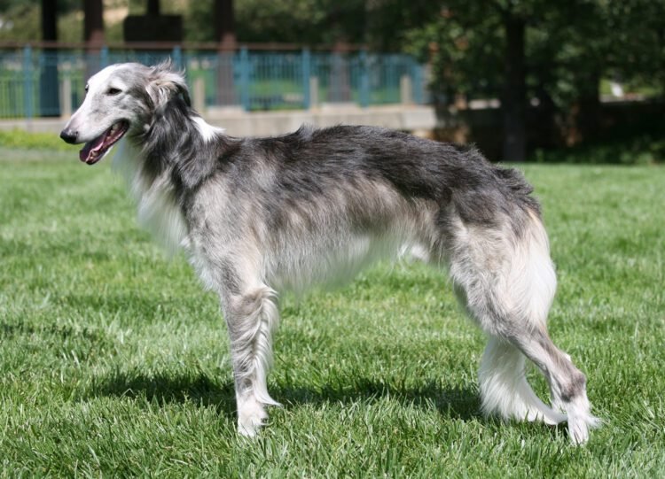 Silken Windhound Dog