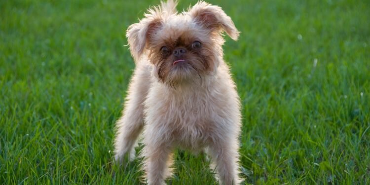 Brussels Griffon