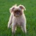 Brussels Griffon
