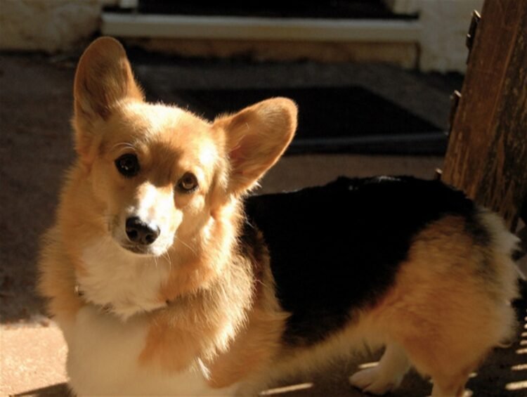 Dorgi Dog
