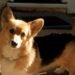 Dorgi Dog