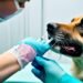 corona vaccine for dogs