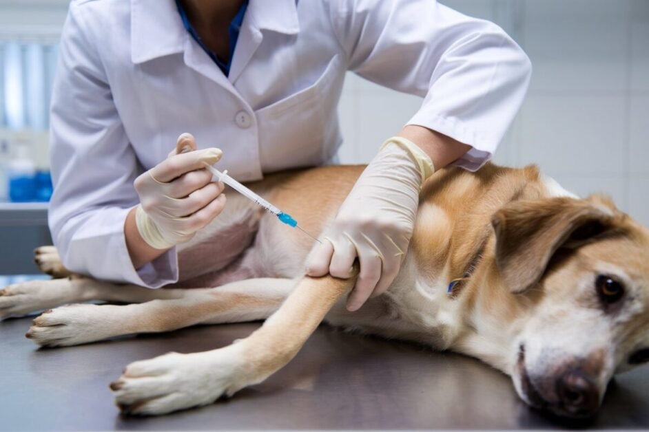 DAPP vaccine for dogs