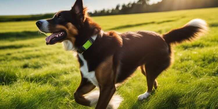 dog supplements for itchy skin