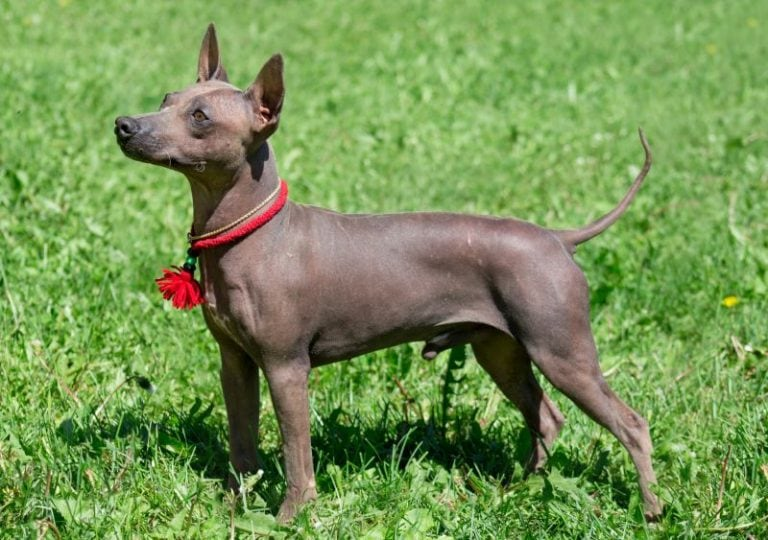 American Hairless Terrier 