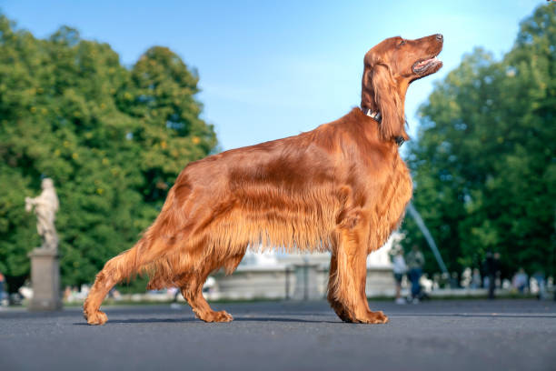 Breed History and Origin: The Rich Heritage of the Irish Setter