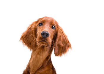 Irish Setter Dog Breed: A Lively and Charismatic Companion