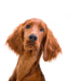Irish Setter Dog Breed: A Lively and Charismatic Companion