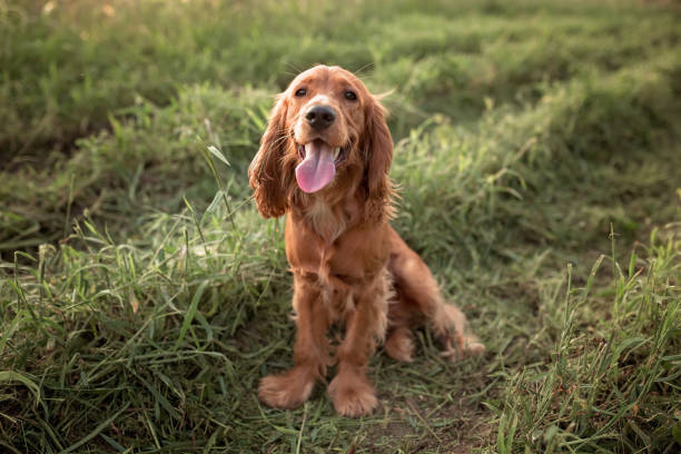 Grooming and Care for Irish Setters dog breed