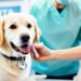 intra trac 3 vaccine for dogs