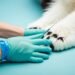 melanoma vaccine for dogs