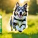 omega 3 supplement for dogs