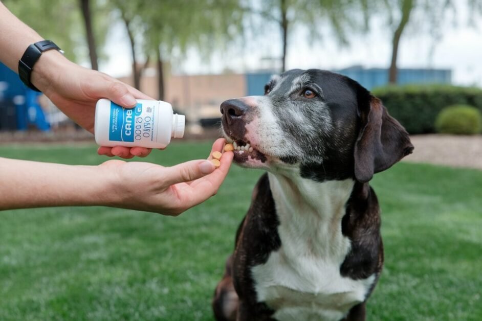 Skin and Coat Supplements for Dogs