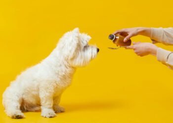 Essential Oil Supplements for Dogs