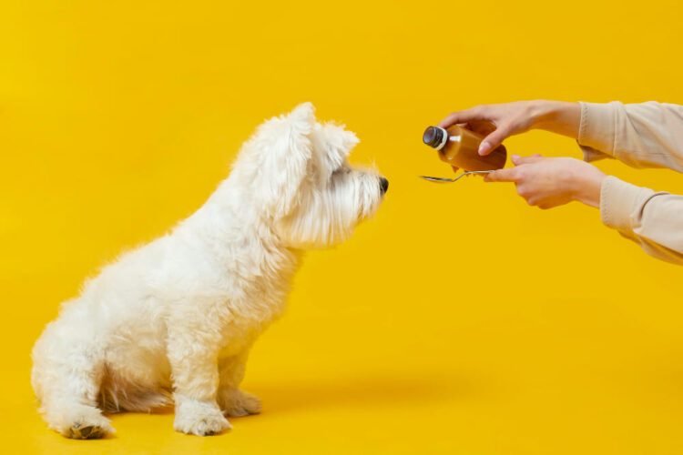 Essential Oil Supplements for Dogs