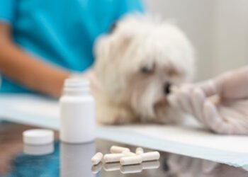 plan B pill for dogs