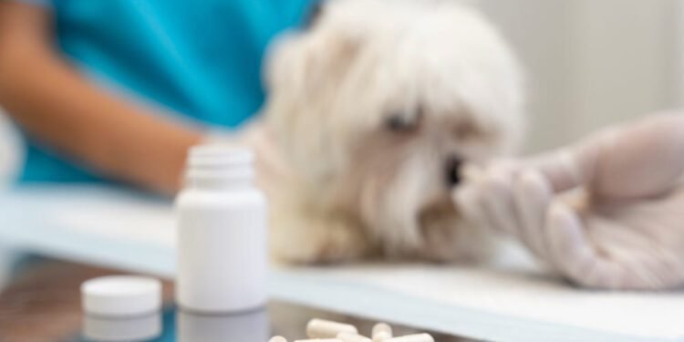 plan B pill for dogs