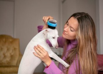 petarmor plus for dogs