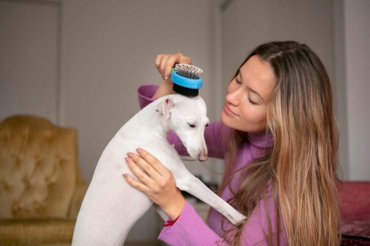 petarmor plus for dogs