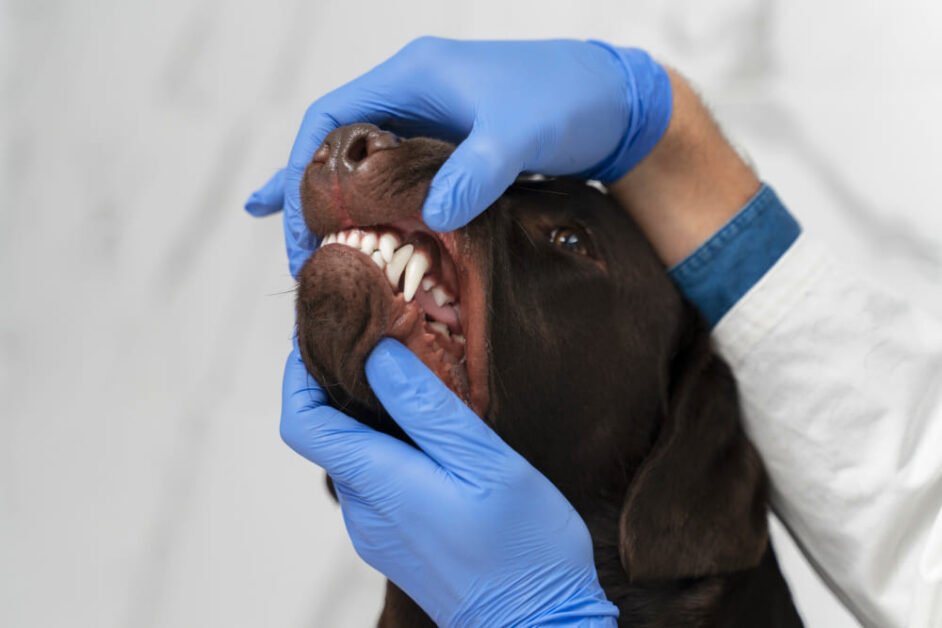 Dental Supplements for Dogs