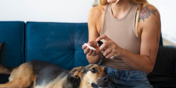 clavacillin for dogs