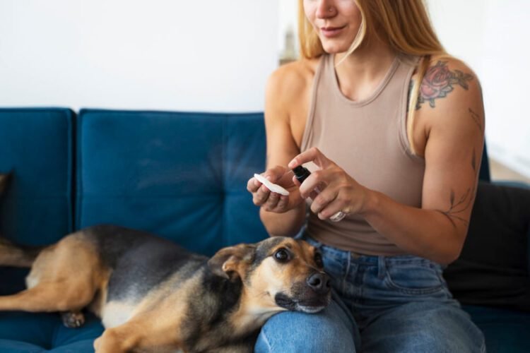 clavacillin for dogs