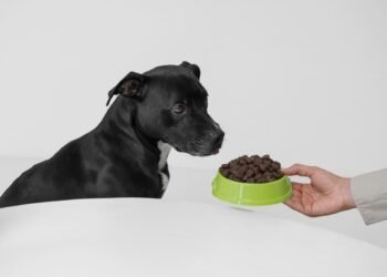 Enzyme Supplements for Dogs