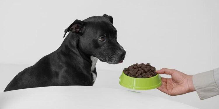 Enzyme Supplements for Dogs