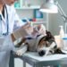 Gabapentin for Dogs