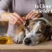 is Clove Oil safe for Dogs