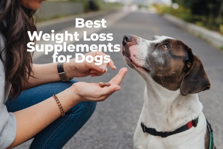 Best Weight Loss Supplements for Dogs