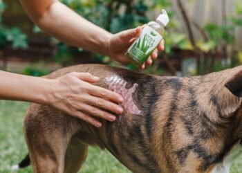 Aloe Vera Gel for Dogs