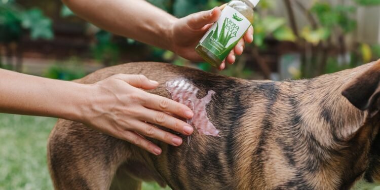 Aloe Vera Gel for Dogs