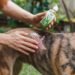 Aloe Vera Gel for Dogs
