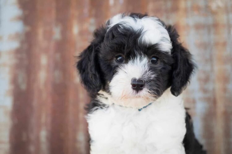 sheepadoodle