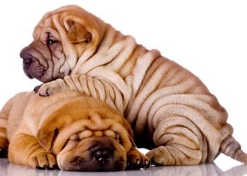 Chinese Shar Pei Dog